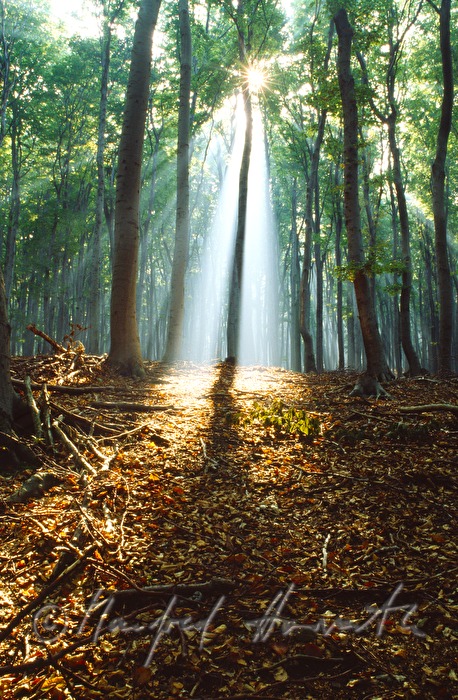 sun shines through the morning mist