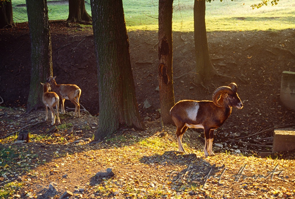 moufflons in the forest in an enclosure