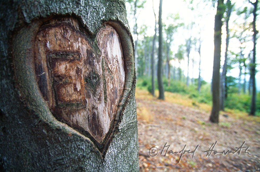 carving in a beech tree