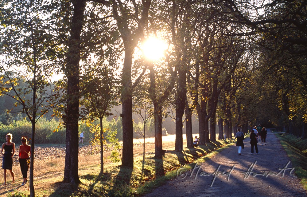 promenaders walking an alley in the park