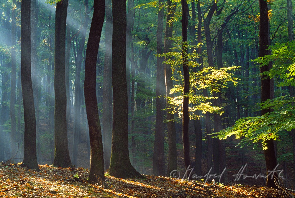 beeches and oaks in the morning mist