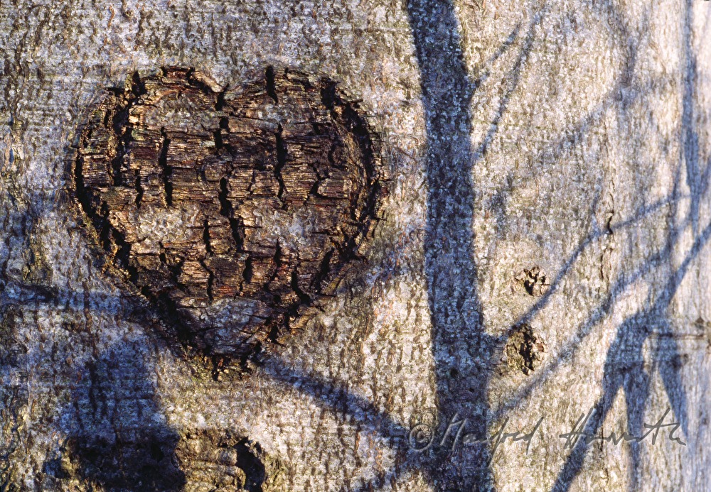 carving in a beech tree