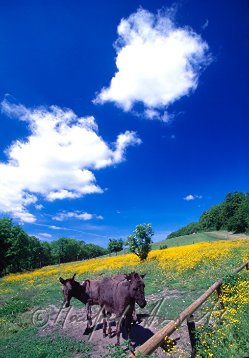 donkeys of 