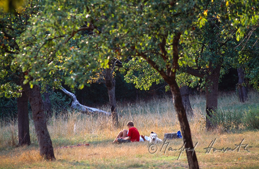 picknick in the grass
