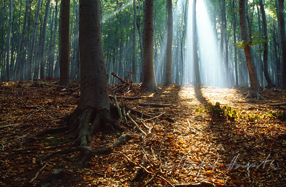 sun shines through the morning mist