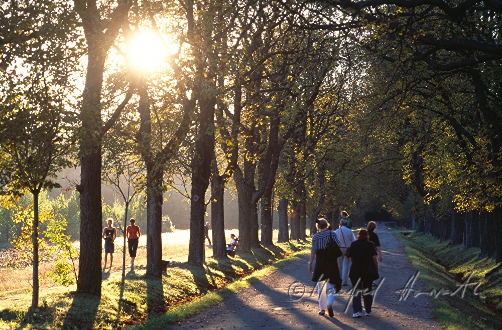promenaders walking an alley in the park