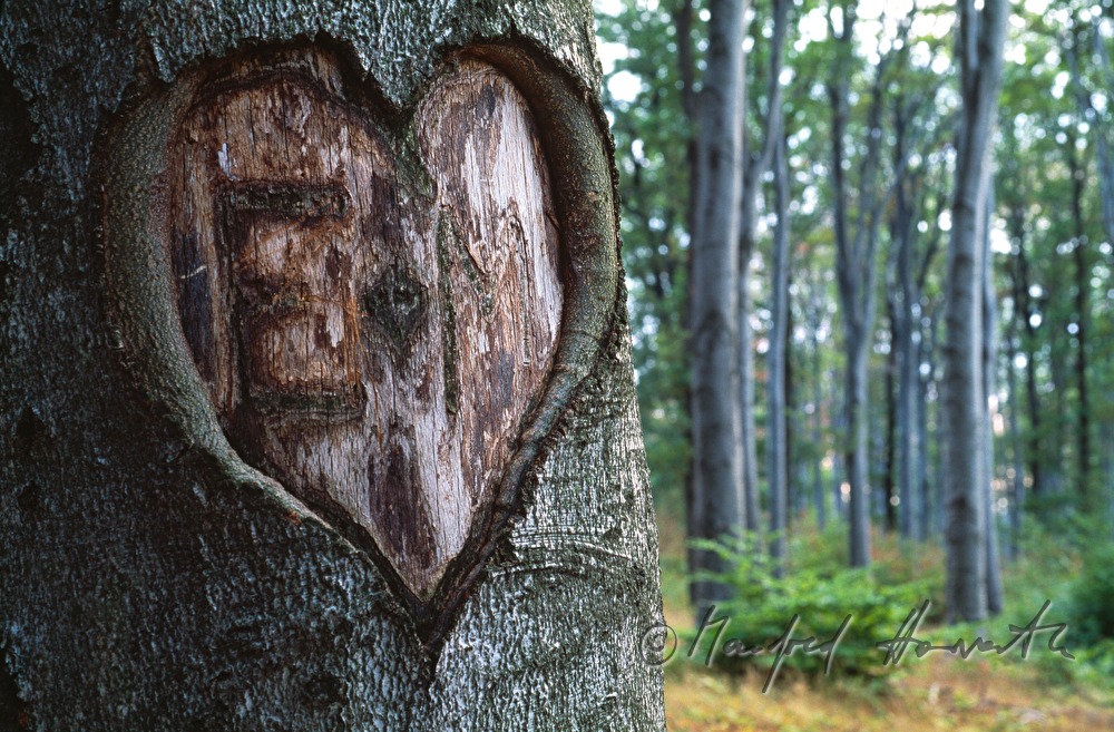 carving in a beech tree