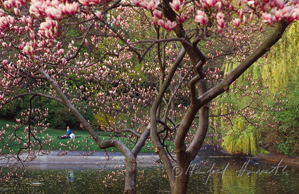 blossoming magnolia tree and pond