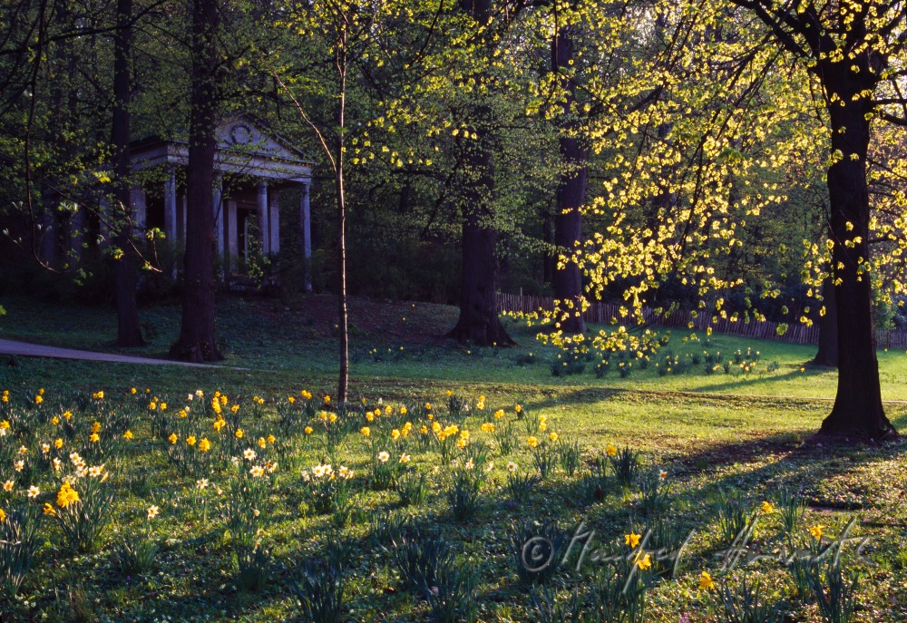 Greek Temple and narcissuses
