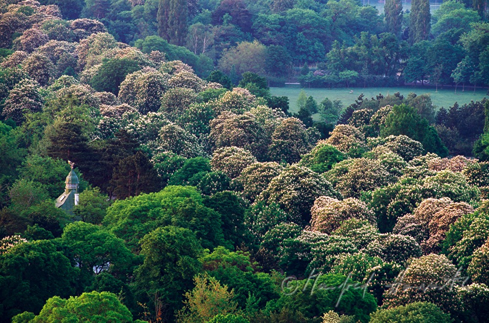 blooming chestnut trees on the Hauptallee