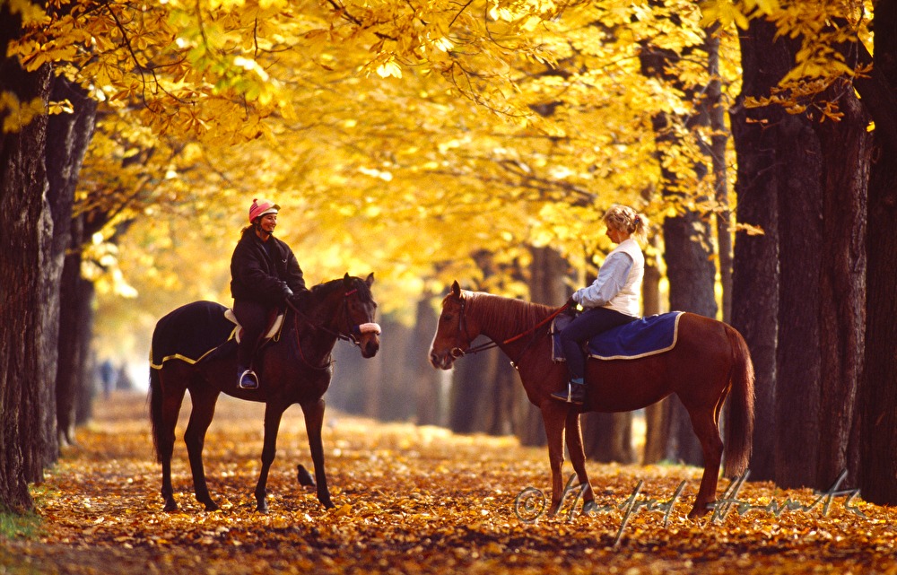 equestrians on the Prater Hauptallee