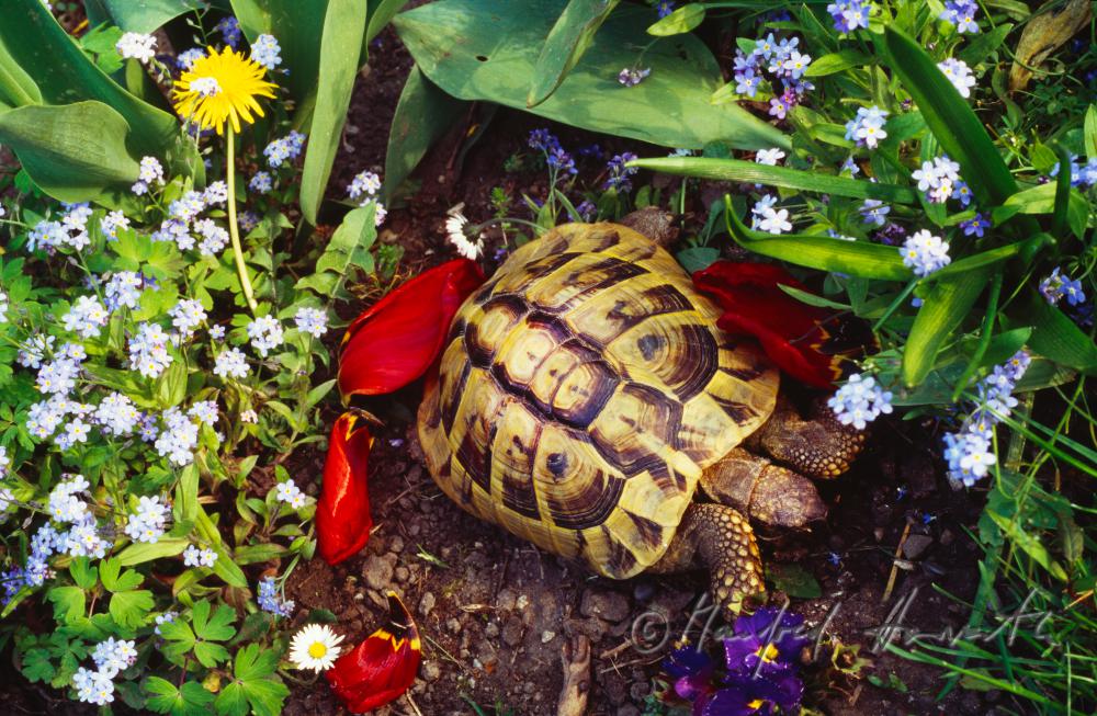 turtle in an allotment garden