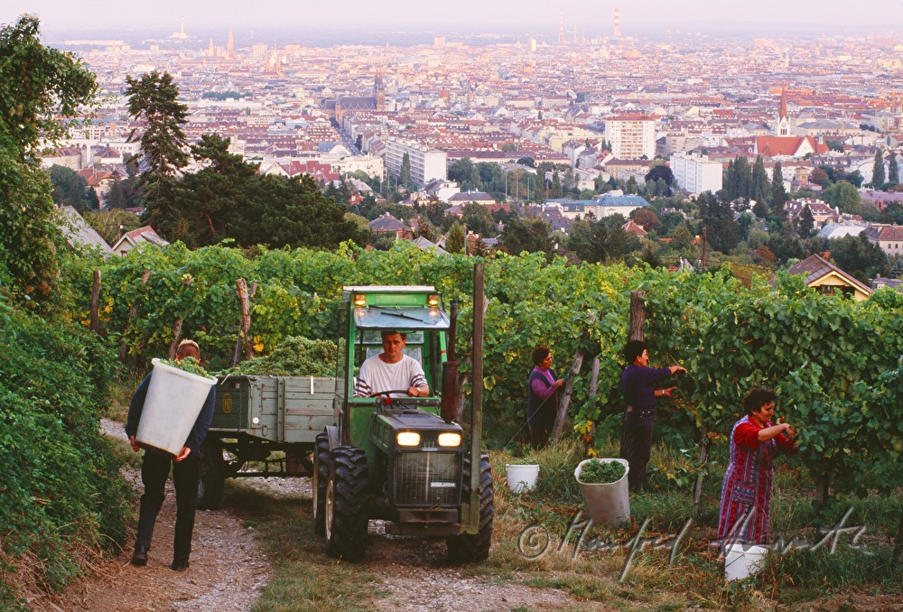 grape harvest on Wilhelminenberg