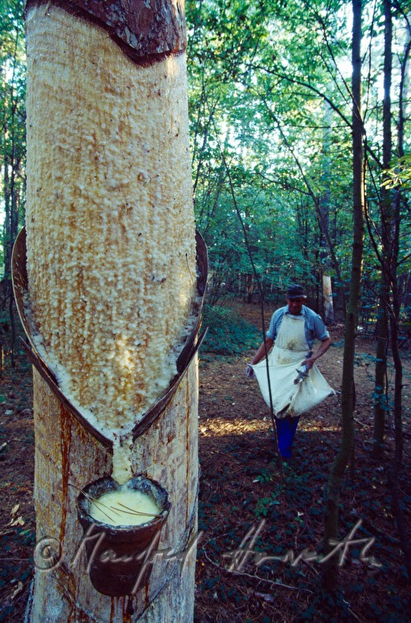 pine forest, resin production