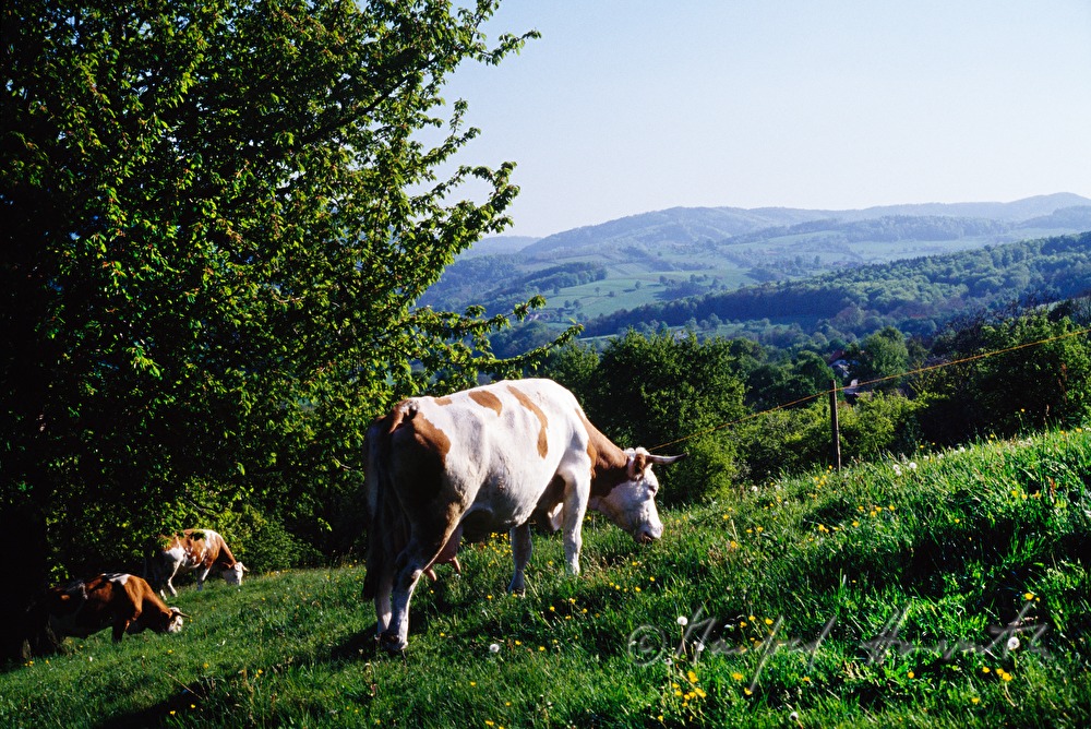 Alpine Foothills, meadow, cows