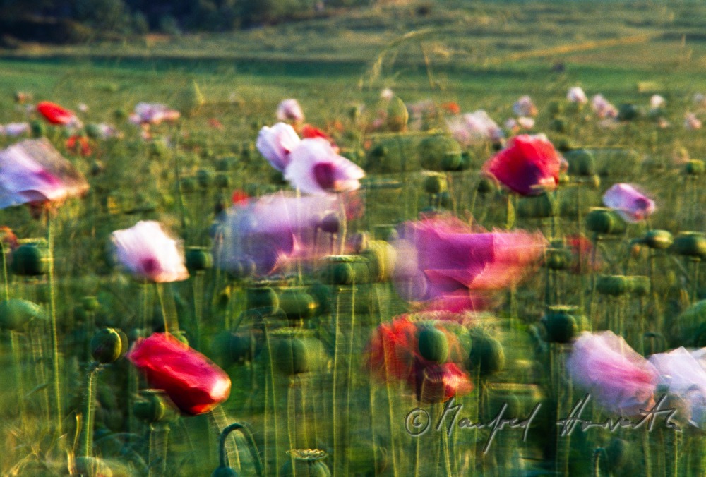 blooming poppy field in August