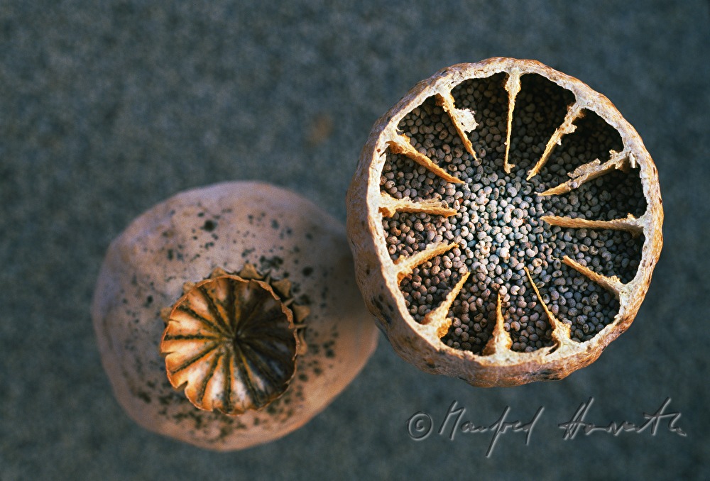 opened poppy capsules