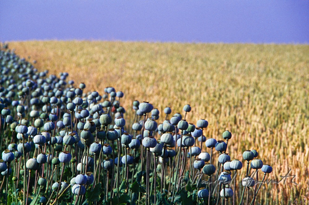 field with green poppy seed capsule sand yellow grain