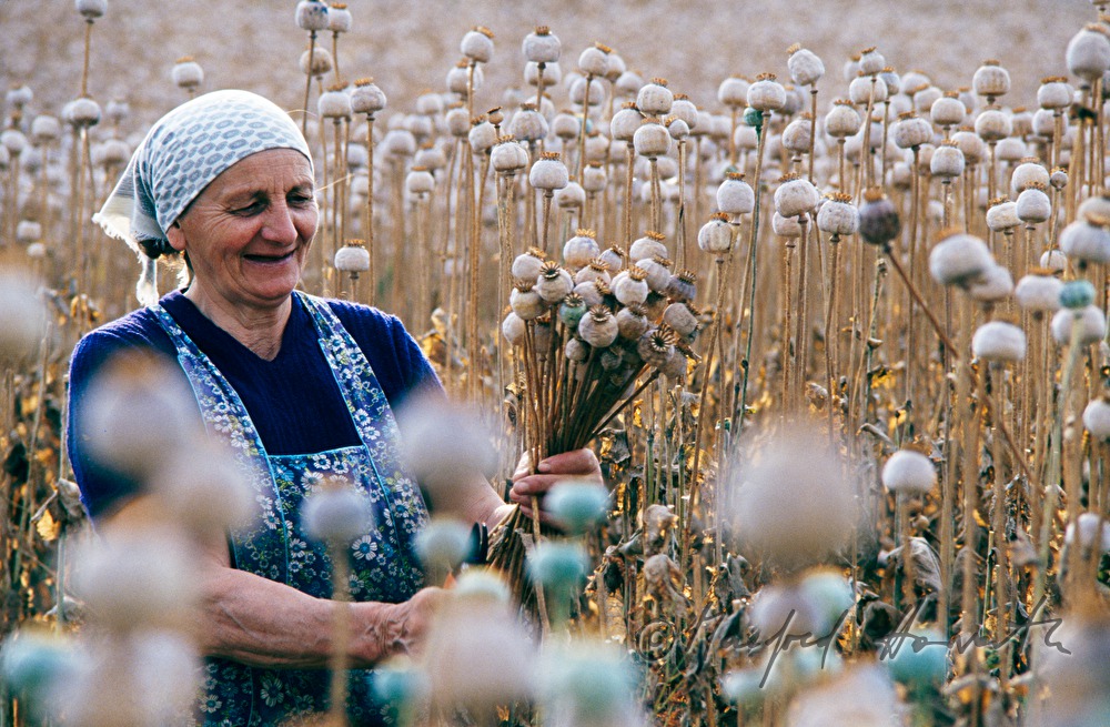 countrywoman, poppy seed harvest