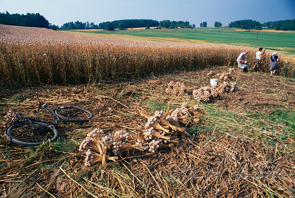 pushbike, poppy seed harvest