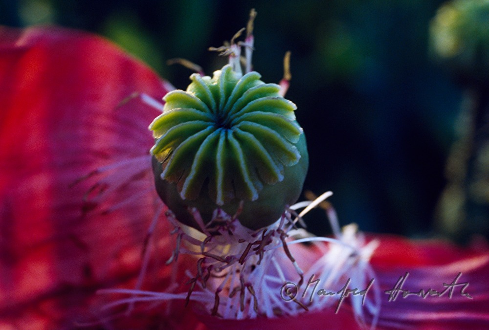 blooming poppy in August