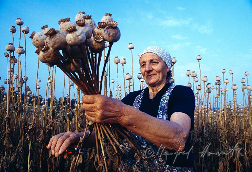 countrywoman, poppy seed harvest