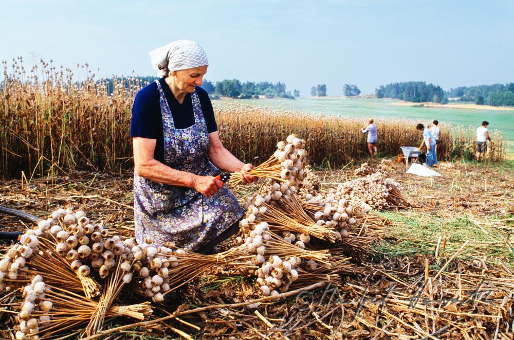 countrywoman, poppy seed harvest