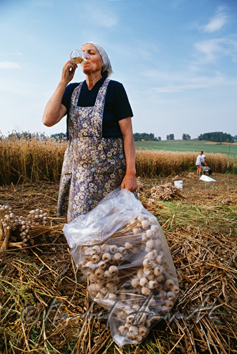 countrywoman, poppy seed harvest