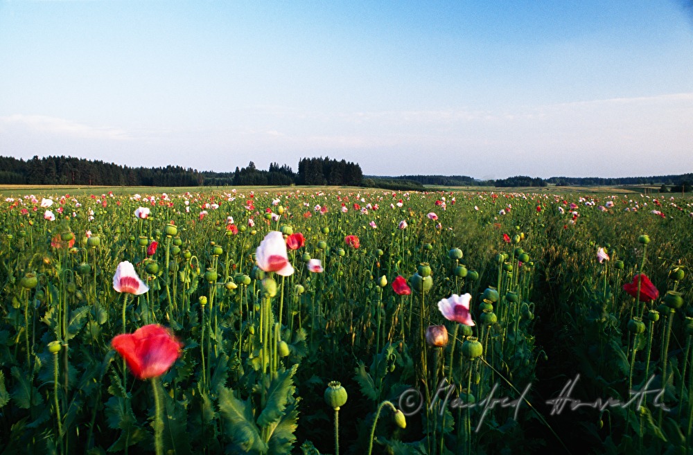 blooming poppy field in August