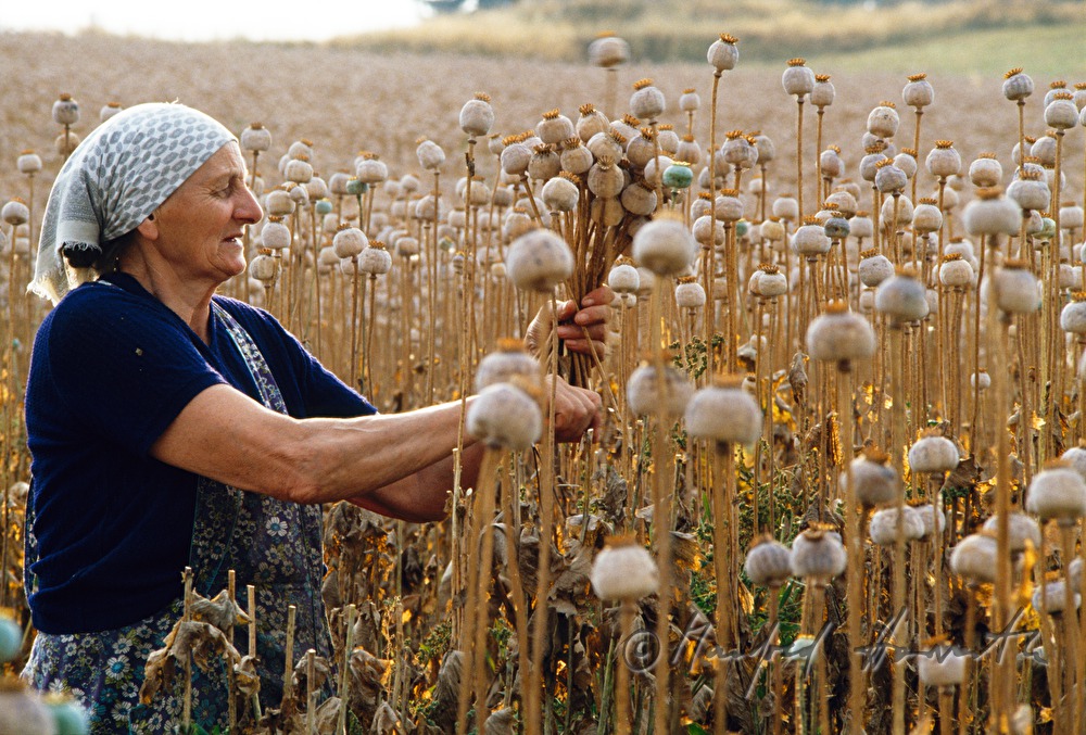 countrywoman, poppy seed harvest