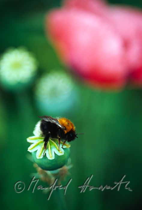 poppy blossom and bumblebee