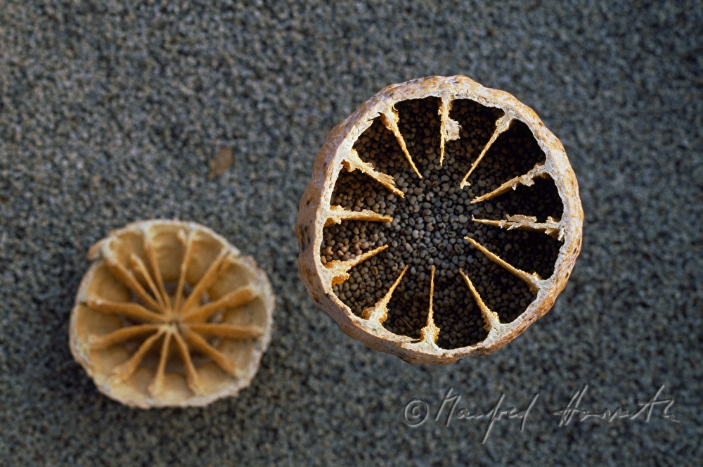 opened poppy capsules
