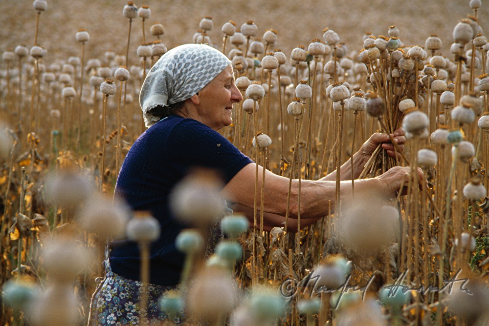 countrywoman, poppy seed harvest