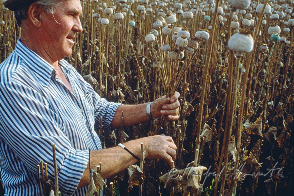 countrywoman, poppy seed harvest