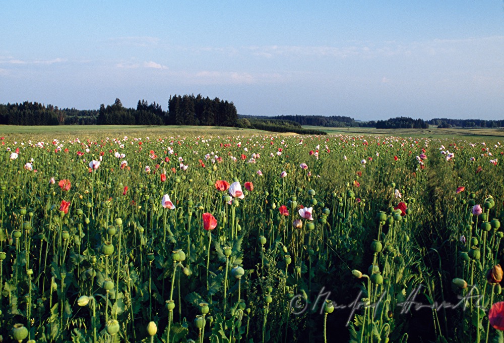 blooming poppy field in August