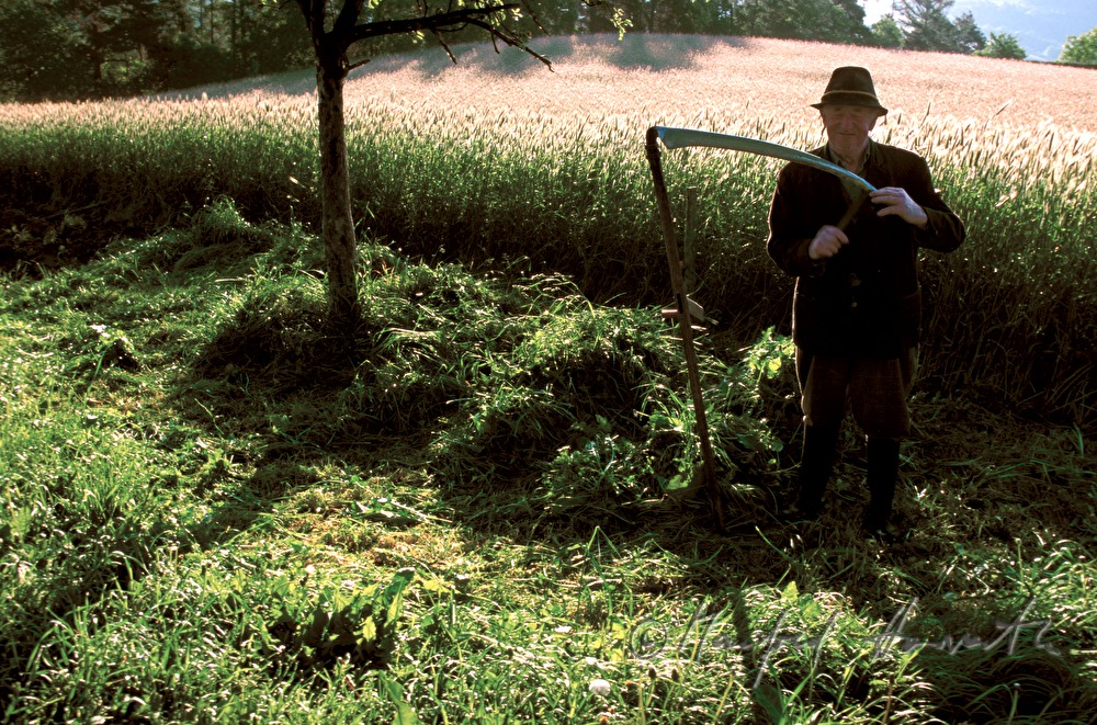 farmer makes hay with skythe