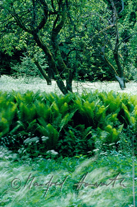 Zöbern Stream with ferns on the bank