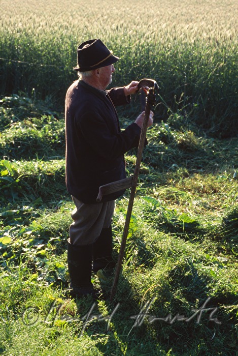 farmer makes hay with skythe