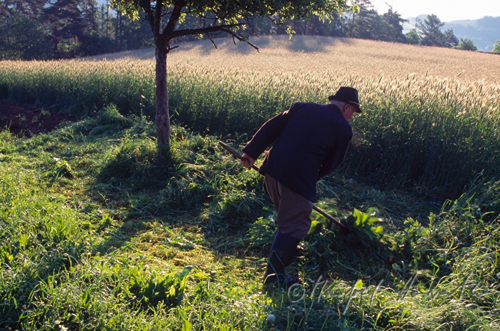 farmer makes hay with skythe