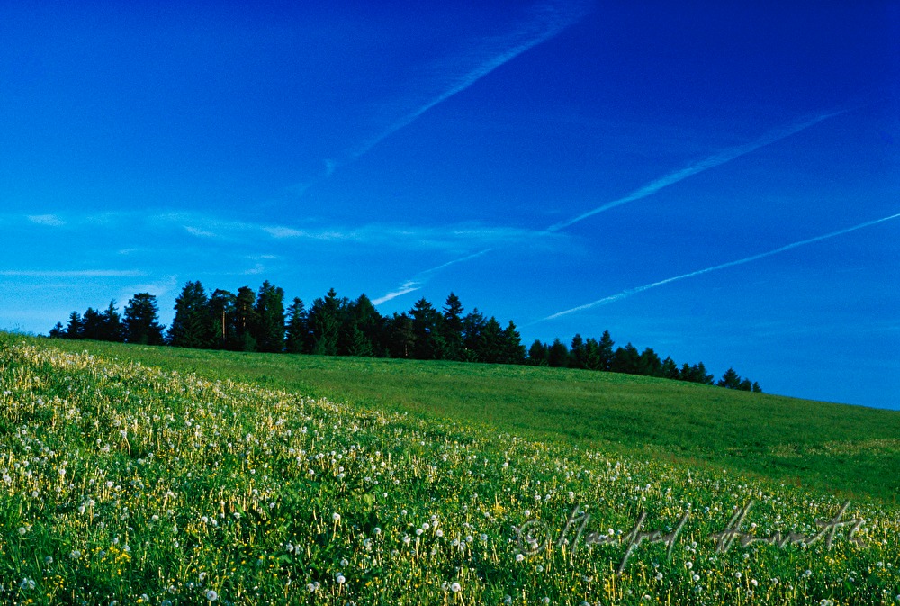 meadow in spring