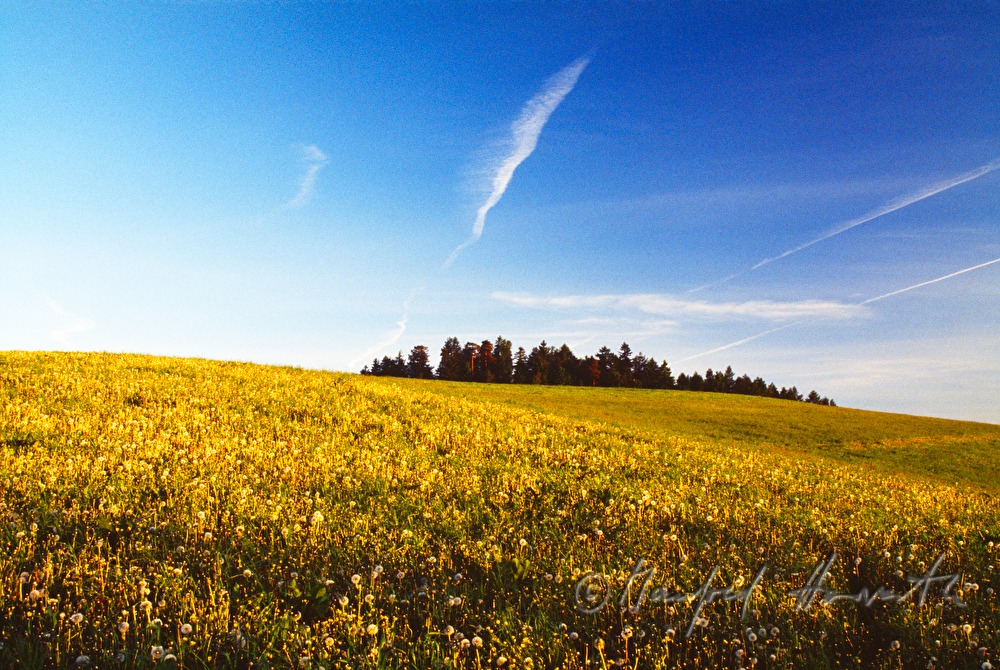 meadow in spring