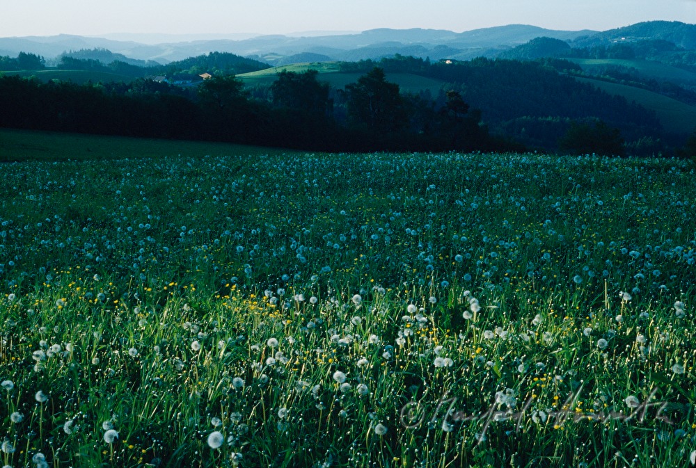 meadow in spring