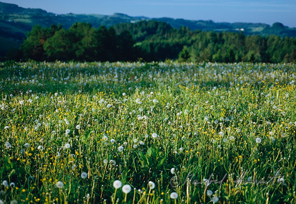 meadow in spring