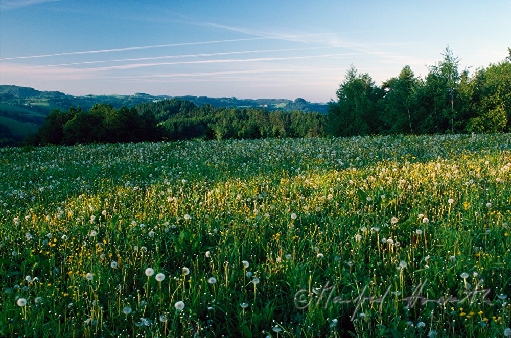 meadow in spring