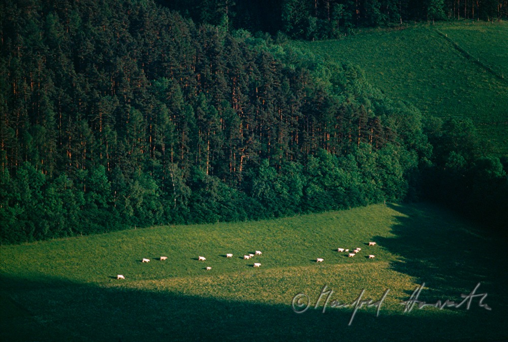 forest and hayland with herd of cattle