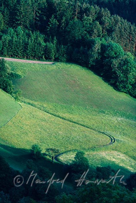 forest and hayland