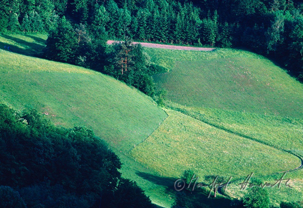 forest and hayland