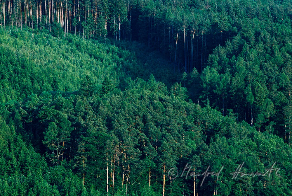 forest with needle trees