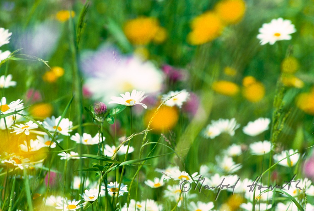 meadow in spring