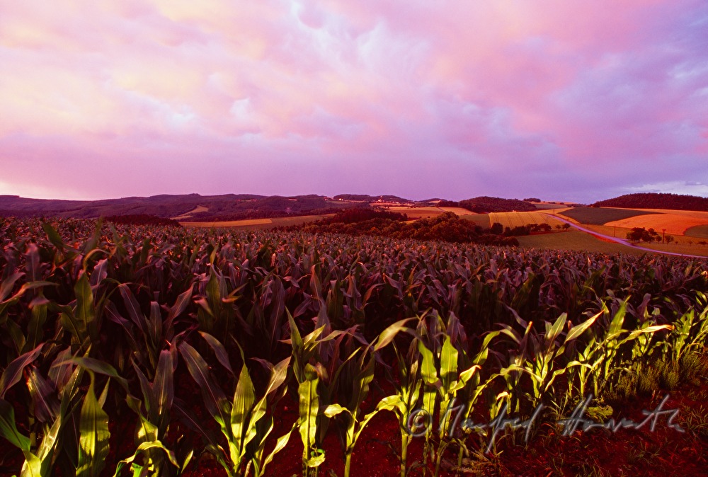 maize-field in the dawn
